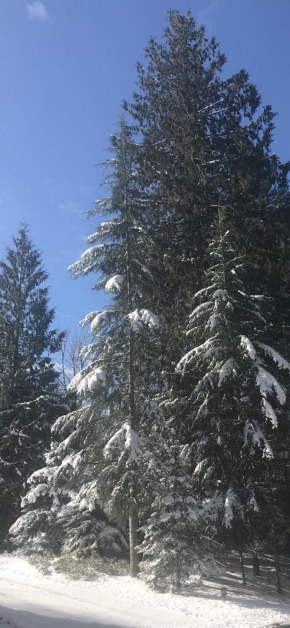 Cozy Bird House W Big Screen! Mount Hood Village Экстерьер фото